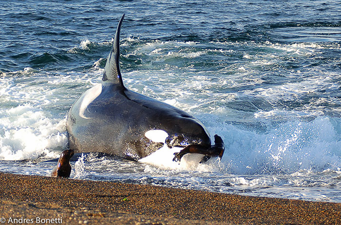 penisola balene